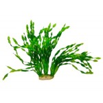 ΔΙΑΚΟΣΜΗΤΙΚΟ ΦΥΤΟ ΕΝΥΔΡΕΙΟΥ 34Χ8CM